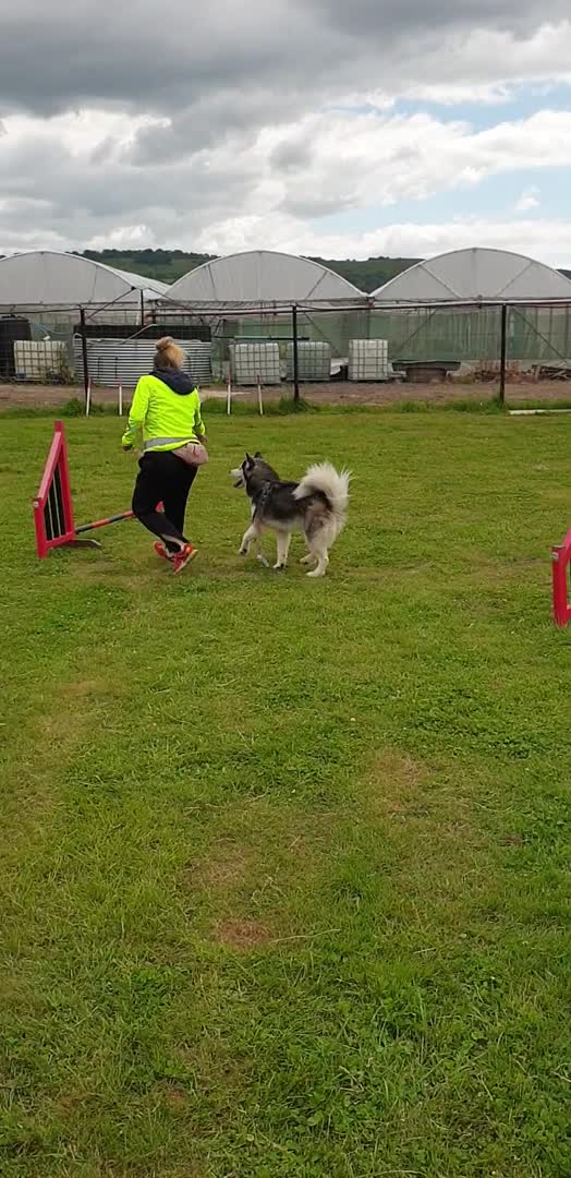 Siberian Husky dogs for stud: Proven Siberian Husky for Stud Blue Eyes in Cheltenham - Video 1