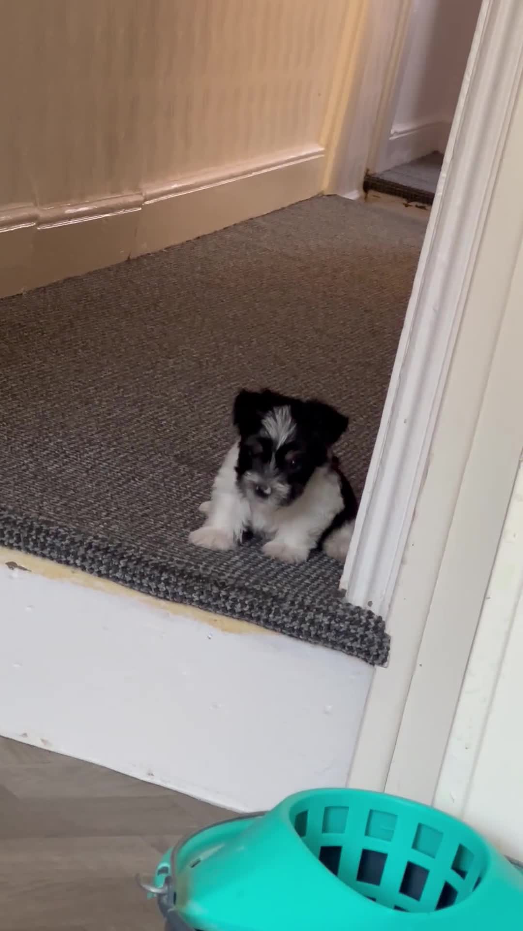 Yorkshire Terrier dogs for sale: Puppy Yorkshire terrier  - Video 2