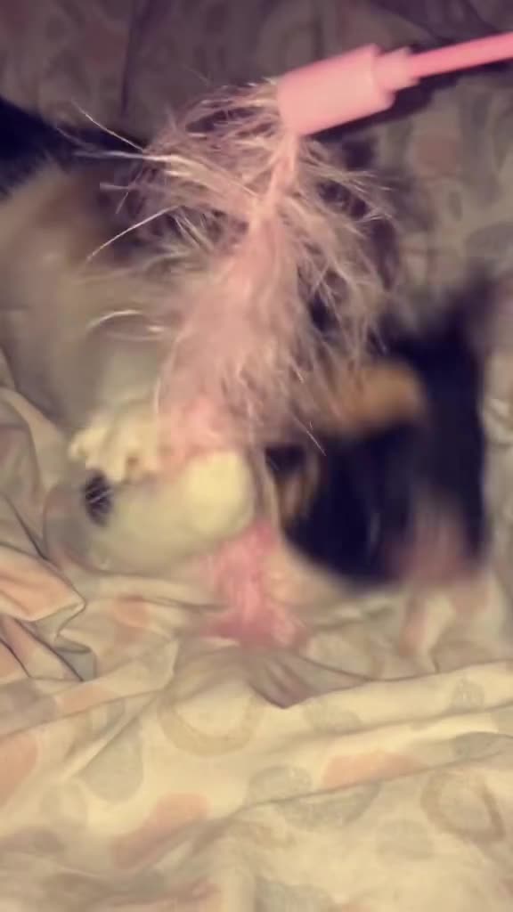 Mixed Breed cats for sale: 2 female cats for sale (together) - Video 4