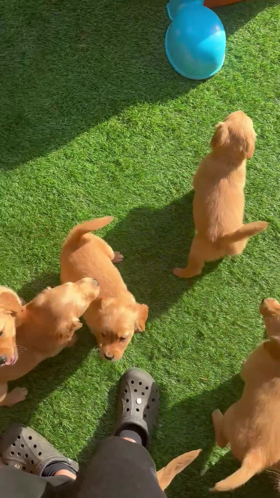 Golden Retriever dogs for sale: Last Stunning Male Pup Health Tested Parents  - Video 2