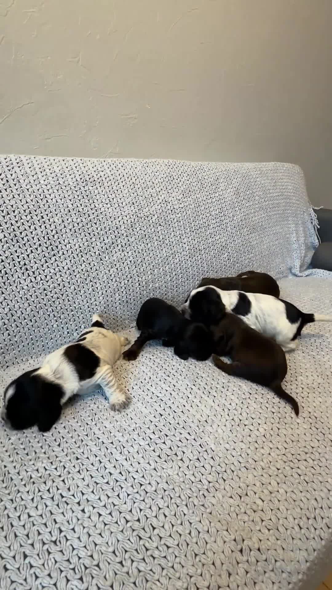 Cocker Spaniel dogs for sale: Outstanding Quality Puppies- Cocker Spaniel  in Slough - Video 1