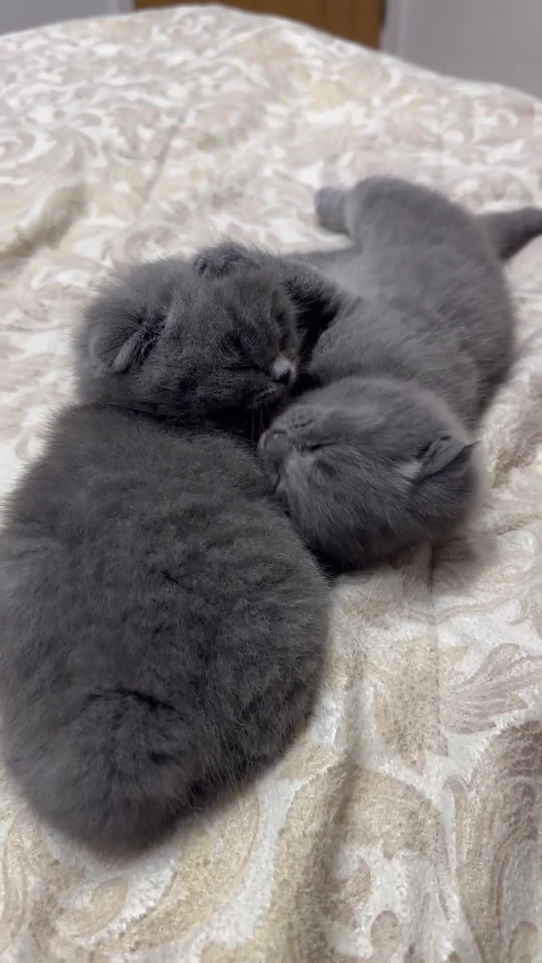 Mixed Breed cats for sale: Scottish fold and British long hair mix in Daventry - Video 1