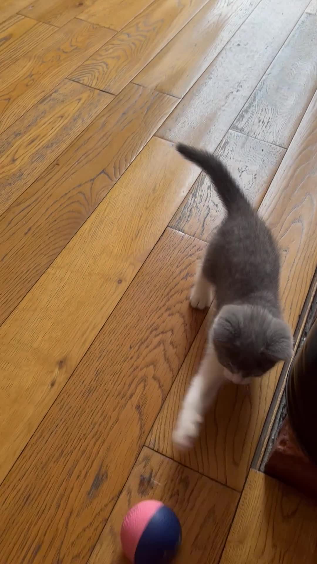 Mixed Breed cats for sale: 3 girl kittens for sale  - Video 3
