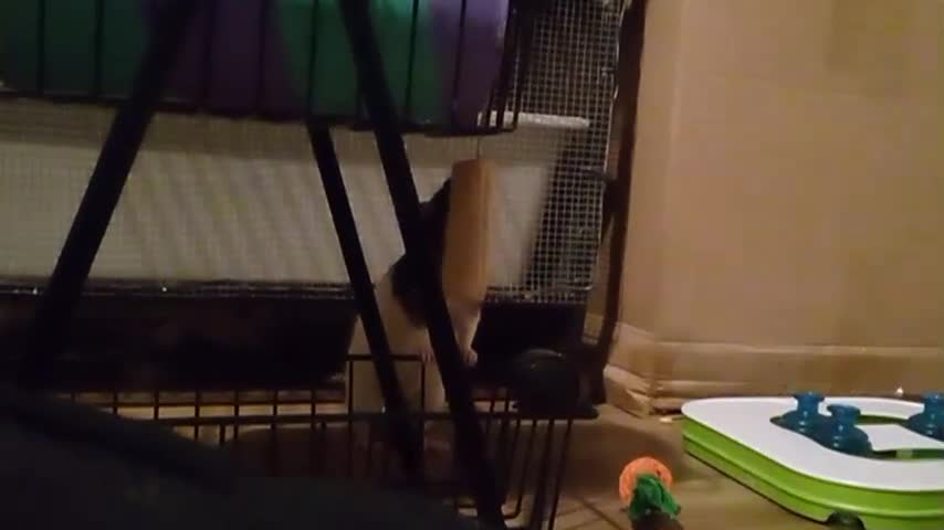 Rat rodents for sale: 3 beautiful rats  - Video 1