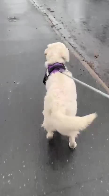 Golden Retriever dogs for sale: KC Reg Golden Retriever (F) 8mo – £1,100 ONO - Video 2