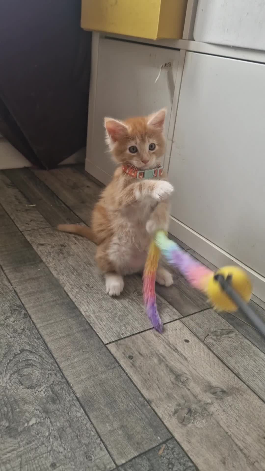 Maine Coon cats for sale: Beautiful TICA reg babies - Video 1