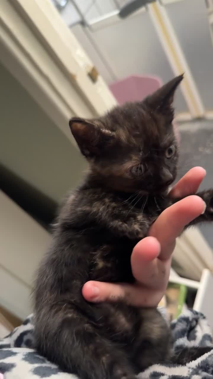 British Shorthair cats for sale: Beautiful female kitten for sale  - Video 3