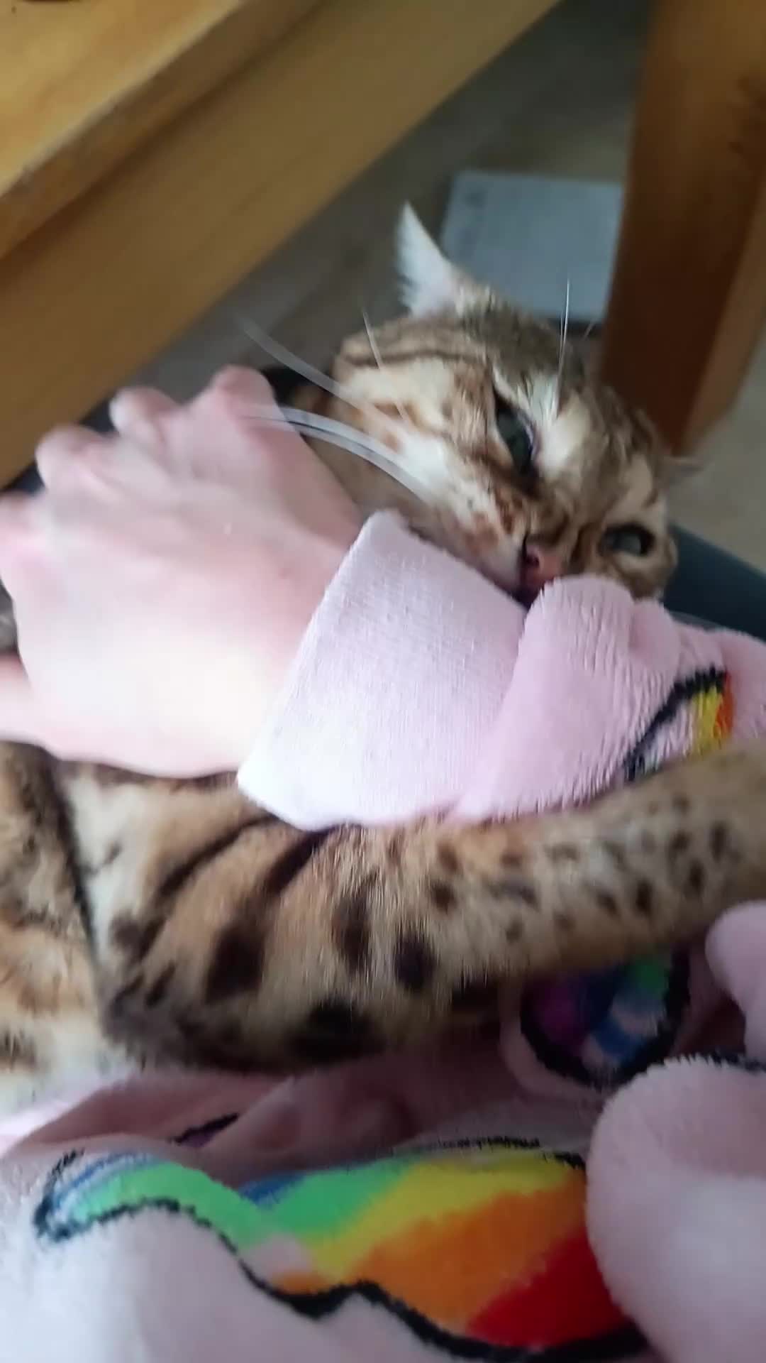 Bengal cats for sale: Bengal boy (2 yrs) for sale - Video 1