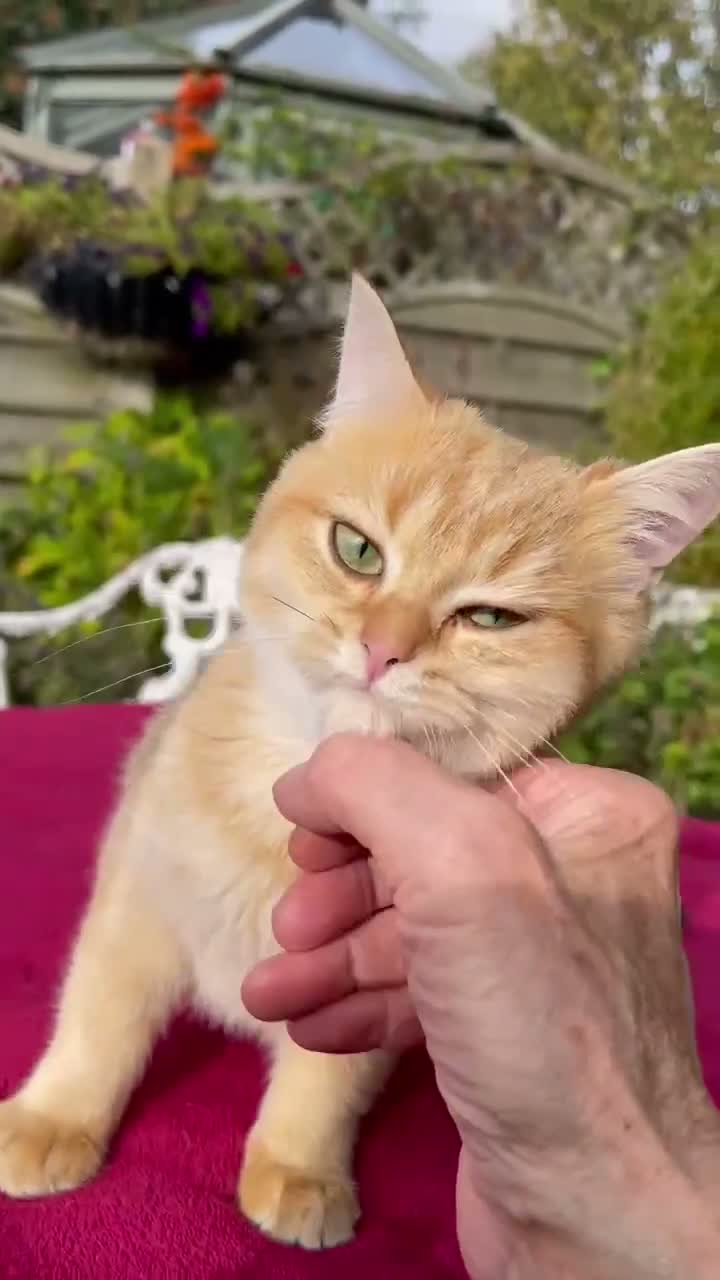British Shorthair cats for sale: Blue Golden Golden CPT & Silver Tipped - Video 1