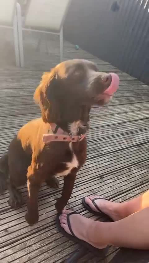 Mixed Breed dogs for sale: 5 BEAUTIFUL SPRINGER/SPROCKER PUPPIES FO SALE  - Video 1