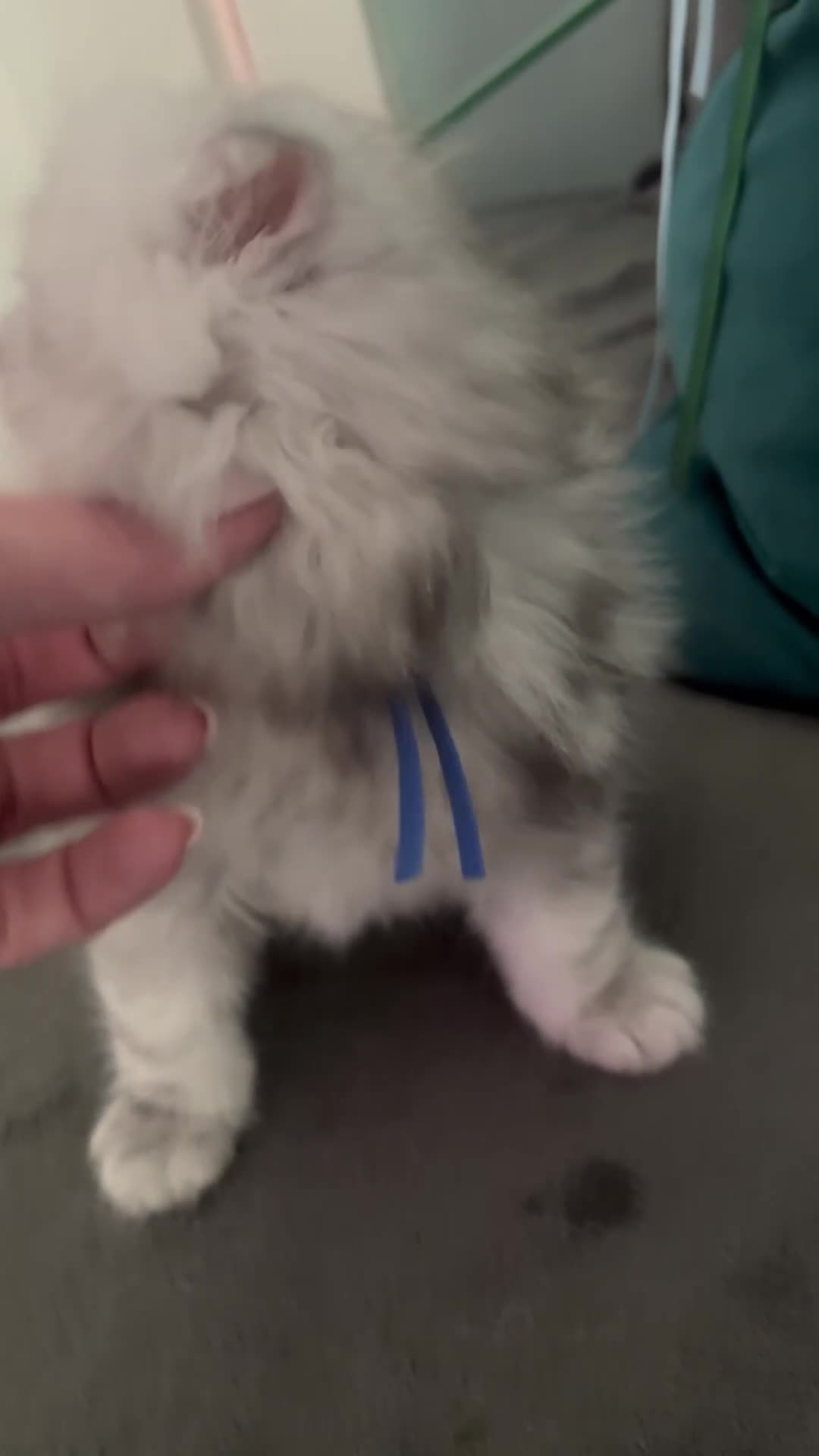 Persian cats for sale: Long Hair Persian / Ragdoll Kittens  - Video 1