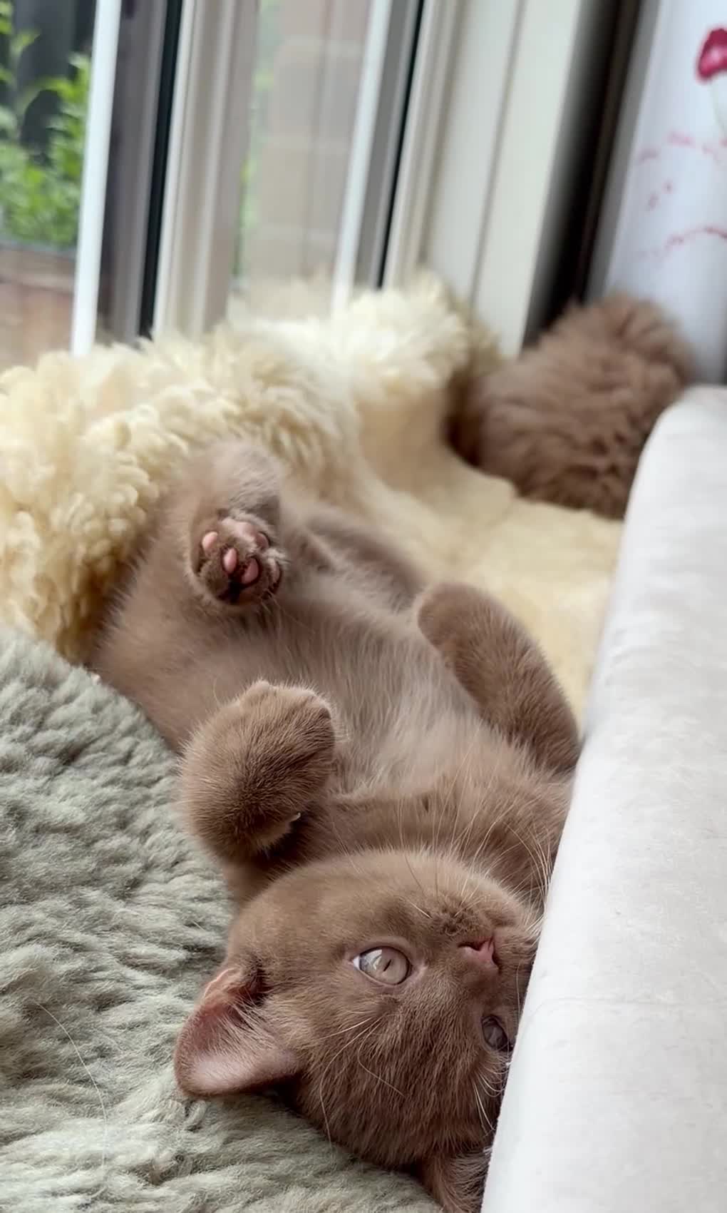 British Shorthair cats for sale: The handsome boy with an outstanding pedigree. - Video 2
