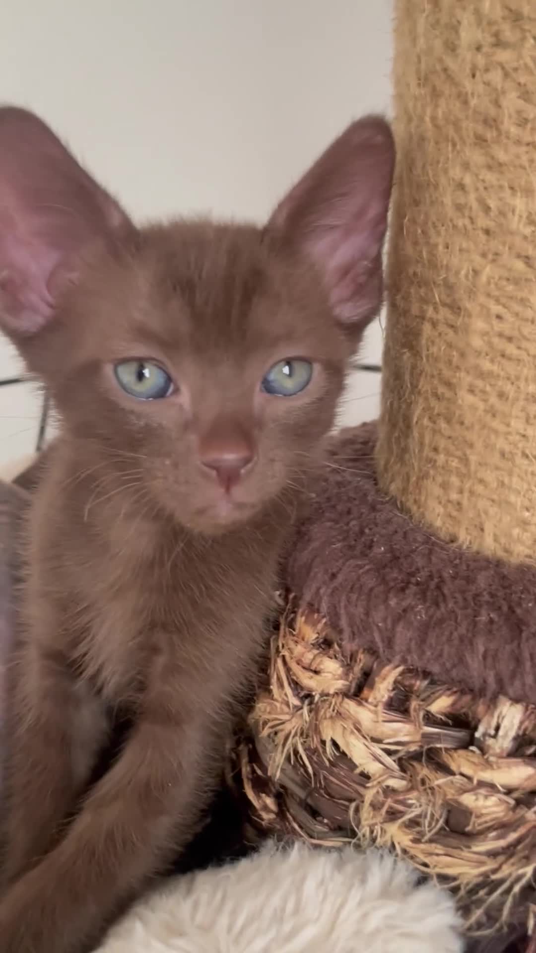 Mixed Breed cats for sale: Oriental x sphynx - Video 1