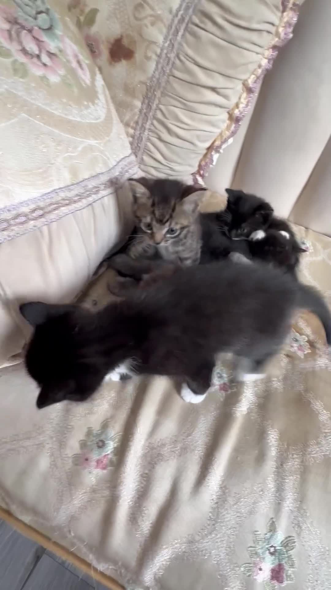 Tibetan cats for sale: Tabby mixed breed kittens for sale £100 - Video 1