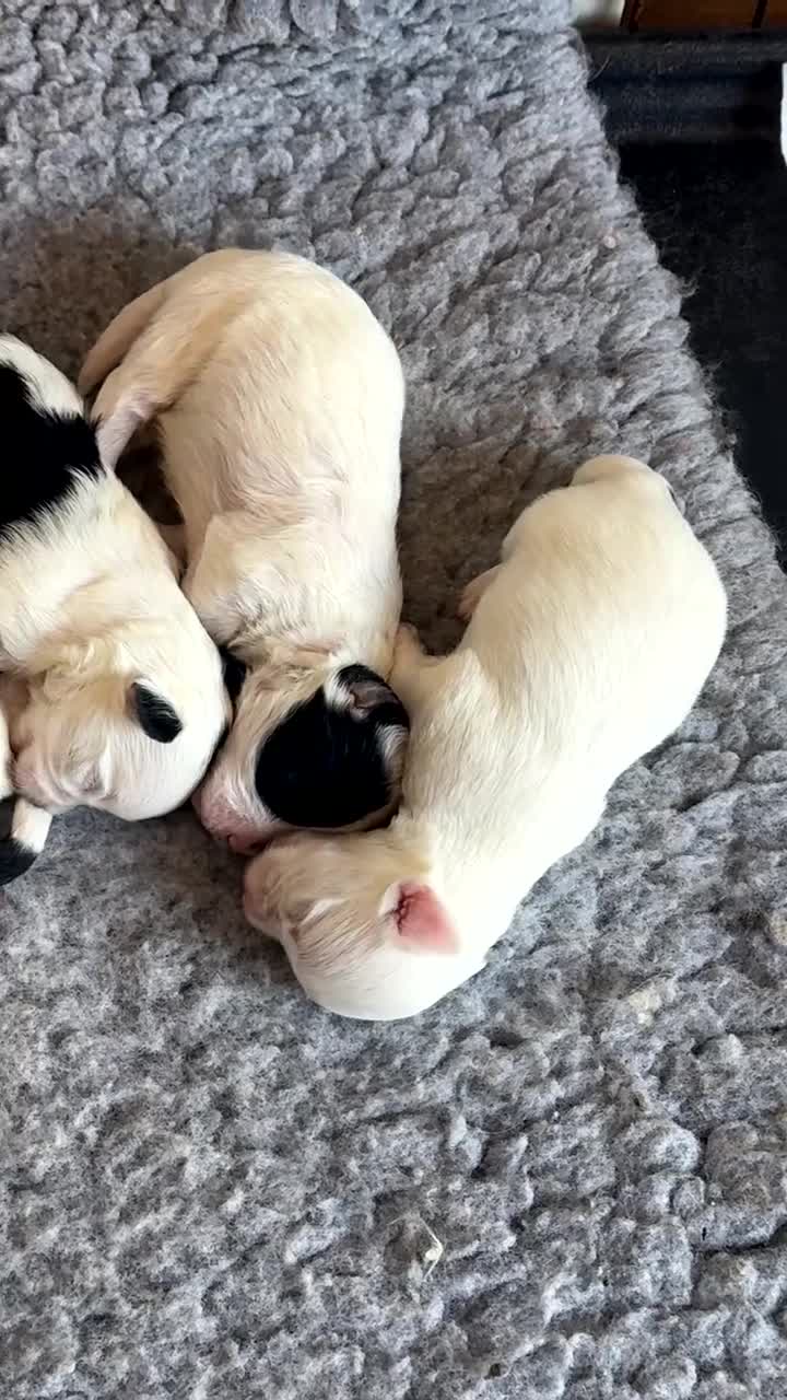 Yorkiepoo dogs for sale: Gorgeous litter of yorkiepoo’s - Video 1