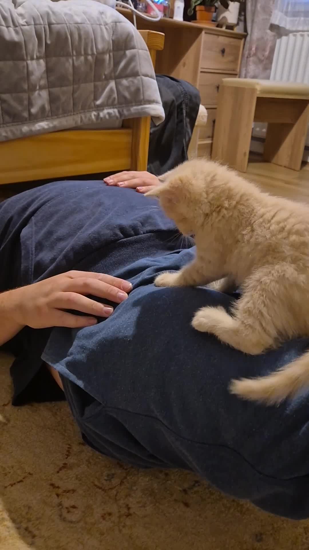 British Shorthair cats for sale: British Shorthair kittens - Video 3