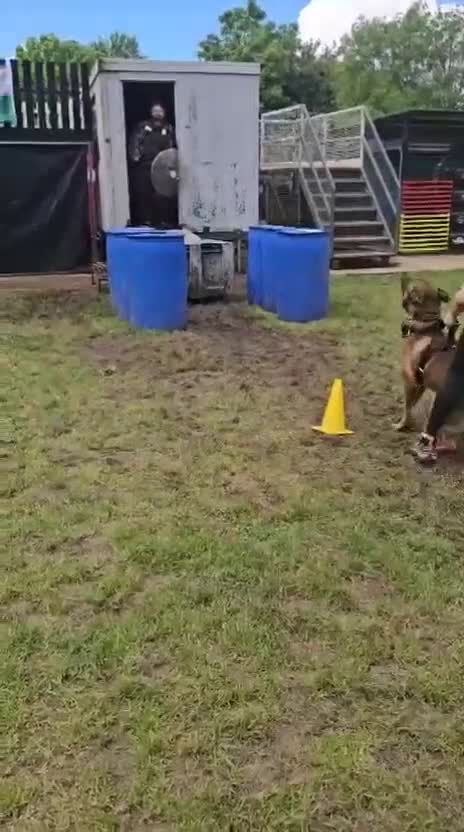 Belgian Shepherd Dog dogs for sale:  Belgian Malinois KC Bloodline Puppies - Video 2