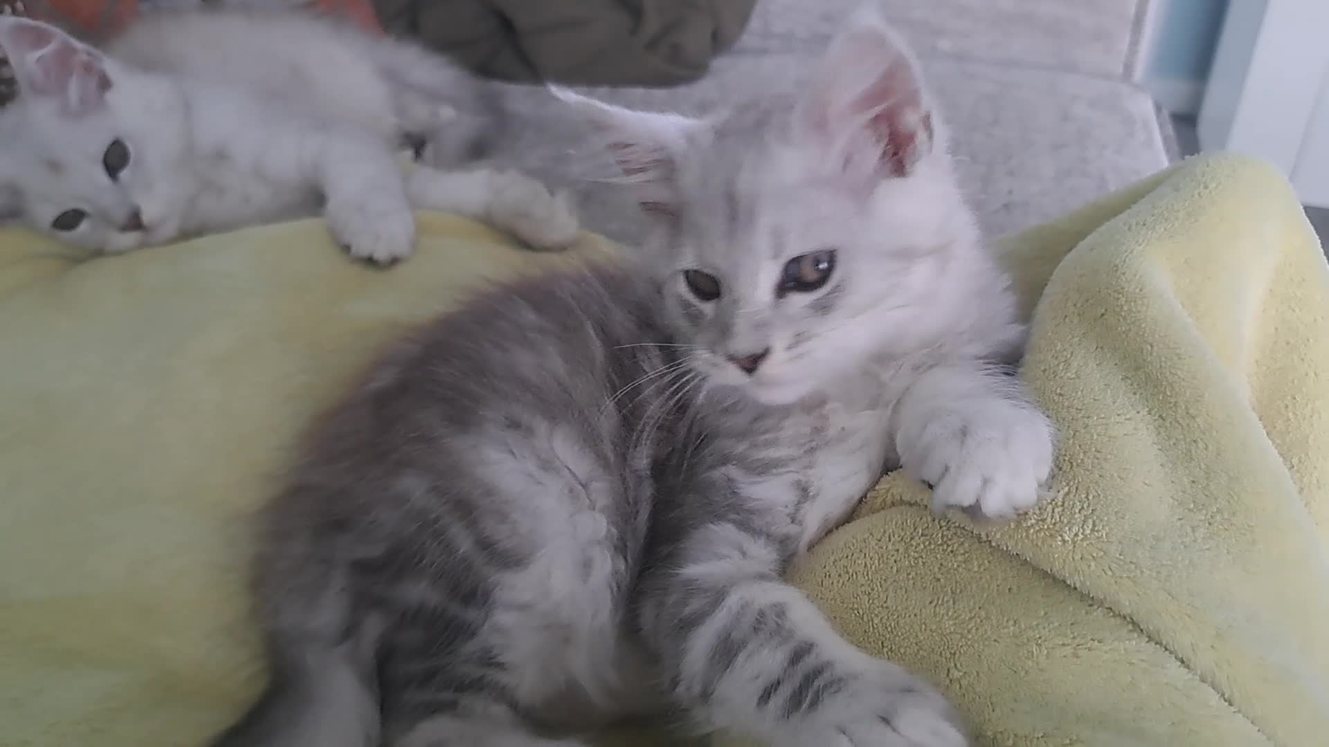 Maine Coon cats for sale: Maine Coon Kittens in Gainsborough - Video 2