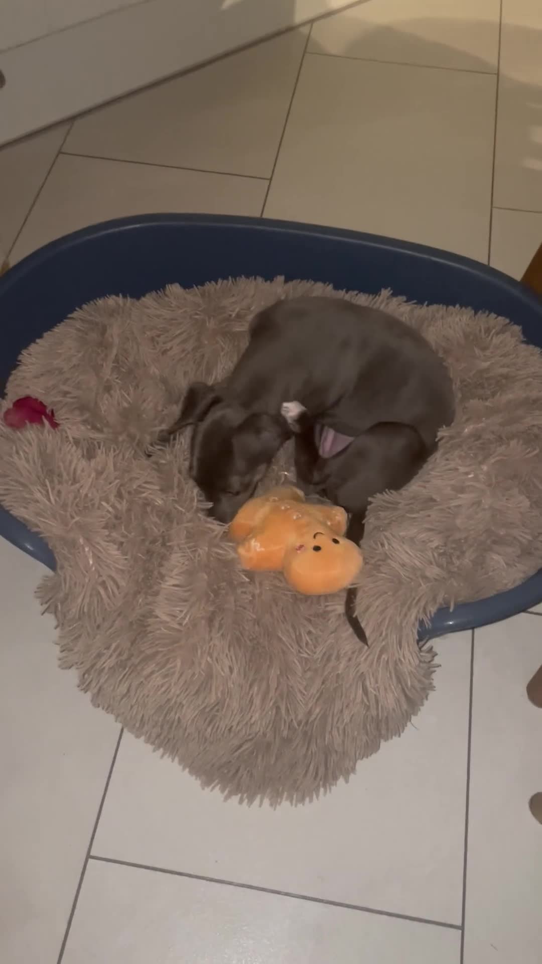 Mixed Breed dogs for sale: Beautiful Blue Whippet X Italian Grey Puppy - Video 1