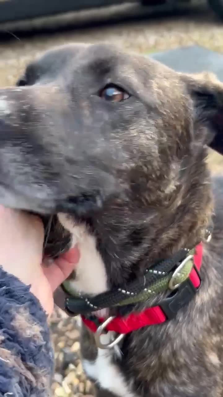 Mixed Breed dogs for adoption: Daniel is looking for his forever home in Atherstone - Video 2