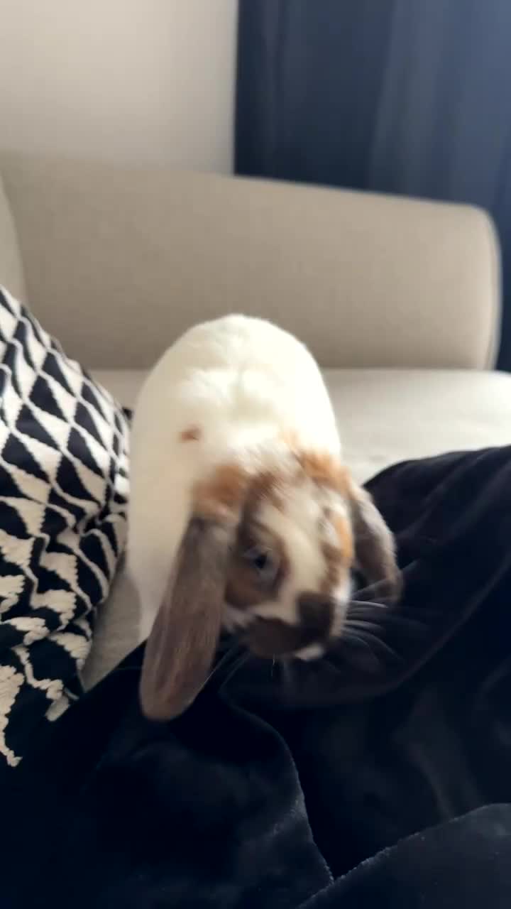 Mixed Breed rabbits for sale: Male Mixed Rabbit in Northampton - Video 3