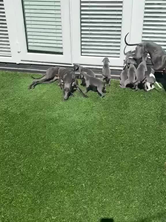 Whippet dogs for sale: Whippet puppies  in Liverpool - Video 1