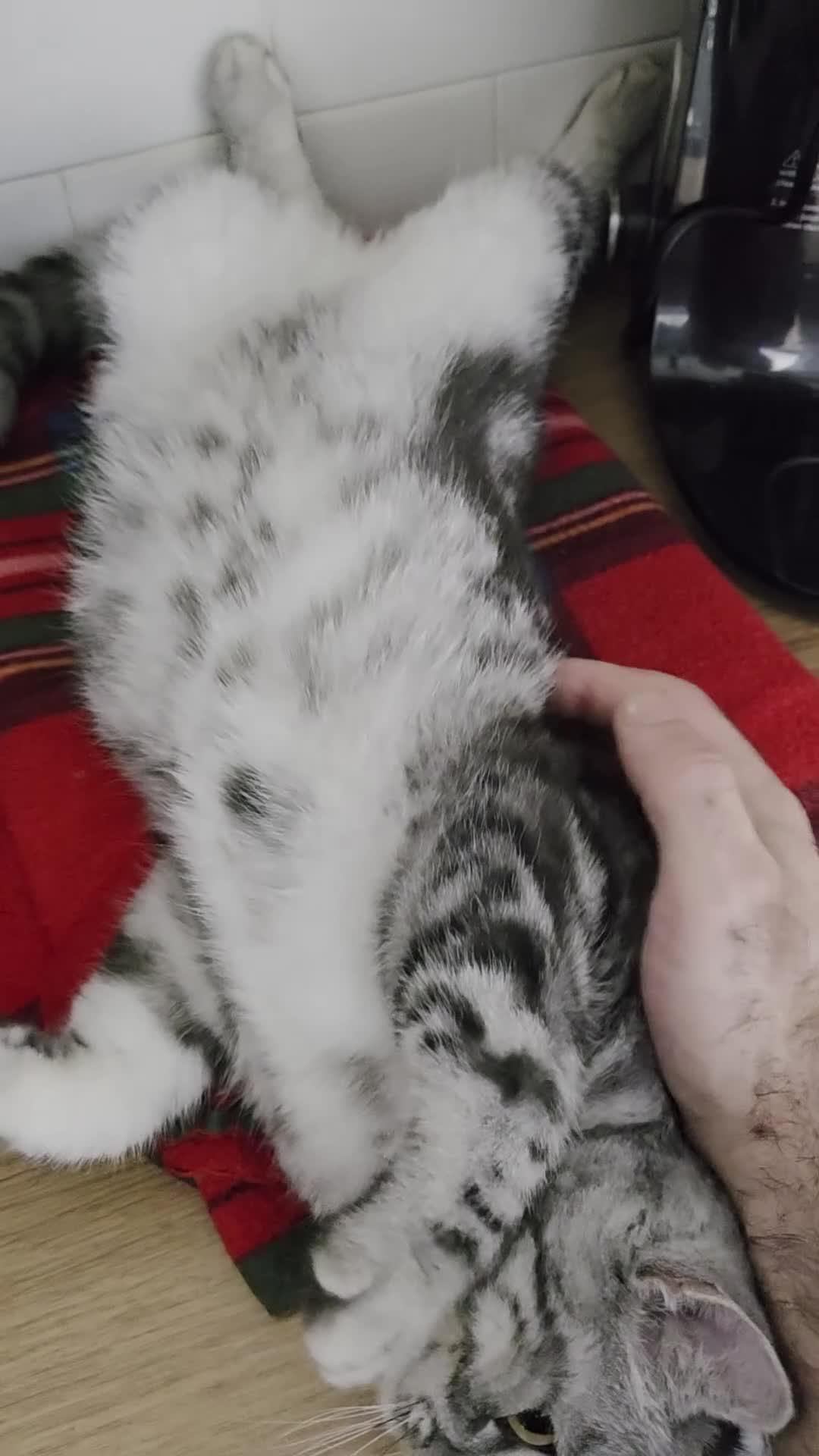 Persian cats for sale: Persian Chinchilla Silver - Video 1