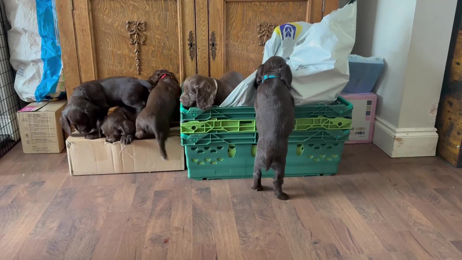 Cocker Spaniel dogs for sale: Stunning litter of KC registered Wcs  - Video 1