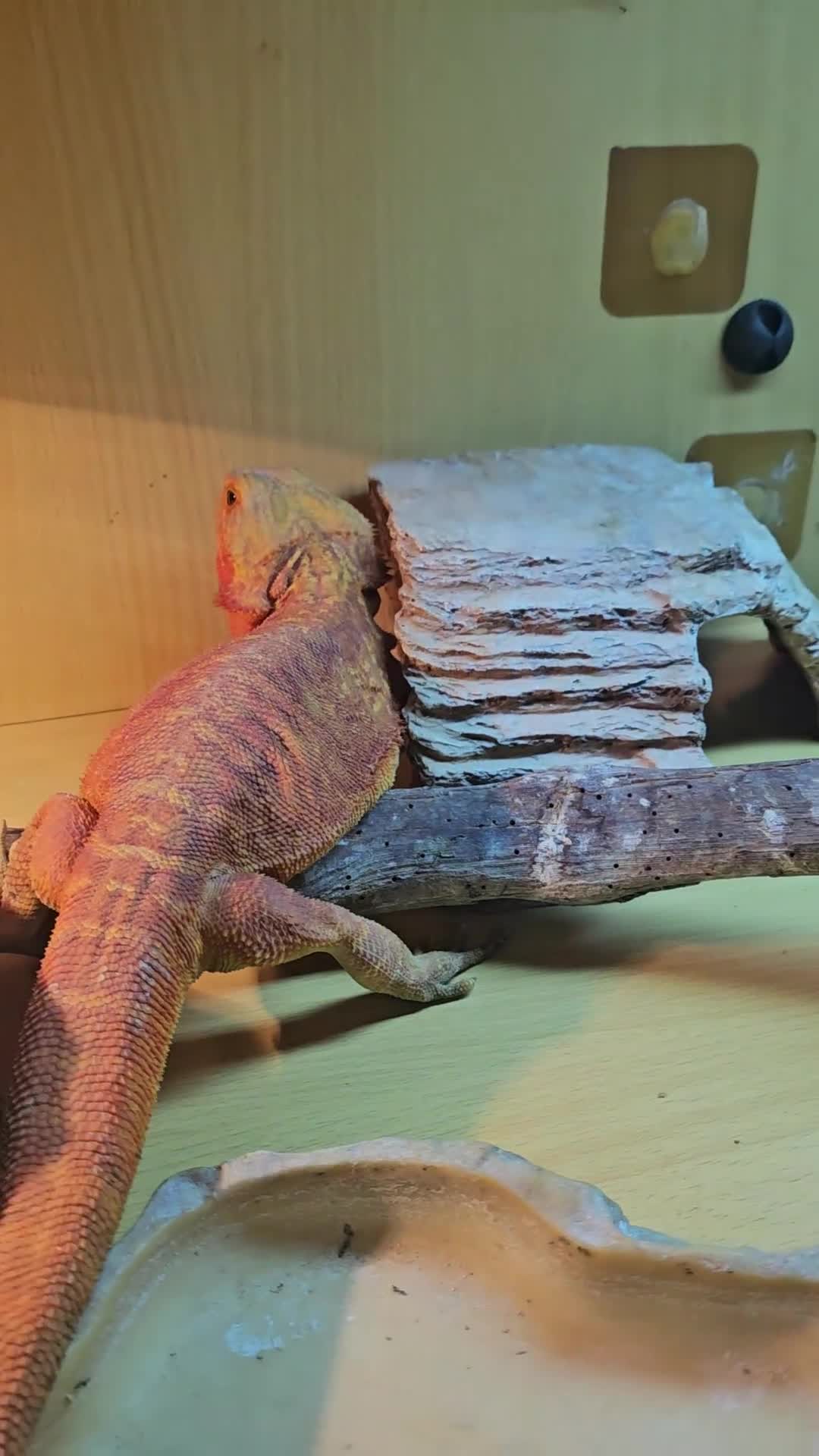 Bearded Dragon reptiles for sale: Gizmo in Birmingham - Video 2