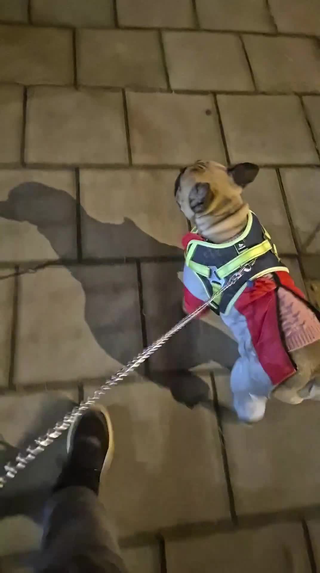 French Bulldog dogs for sale: Otis for sale - Video 1