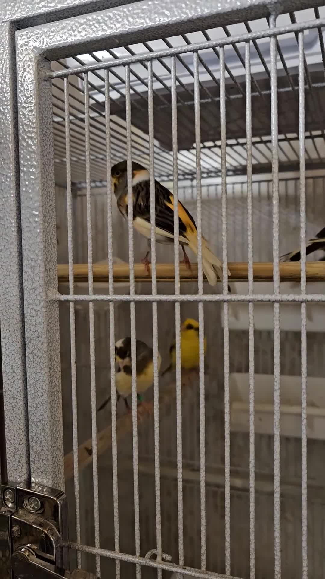 Canaries birds for sale: Beautiful healthy canaries for sale in Manchester  - Video 4