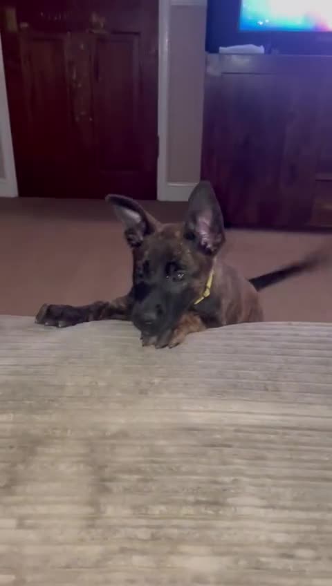 Belgian Shepherd Dog dogs for sale: Last 1 available male Dutch herder puppy - Video 1