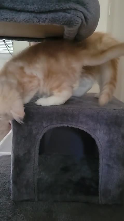 Maine Coon cats for sale: Maine Coon kittens - Video 1