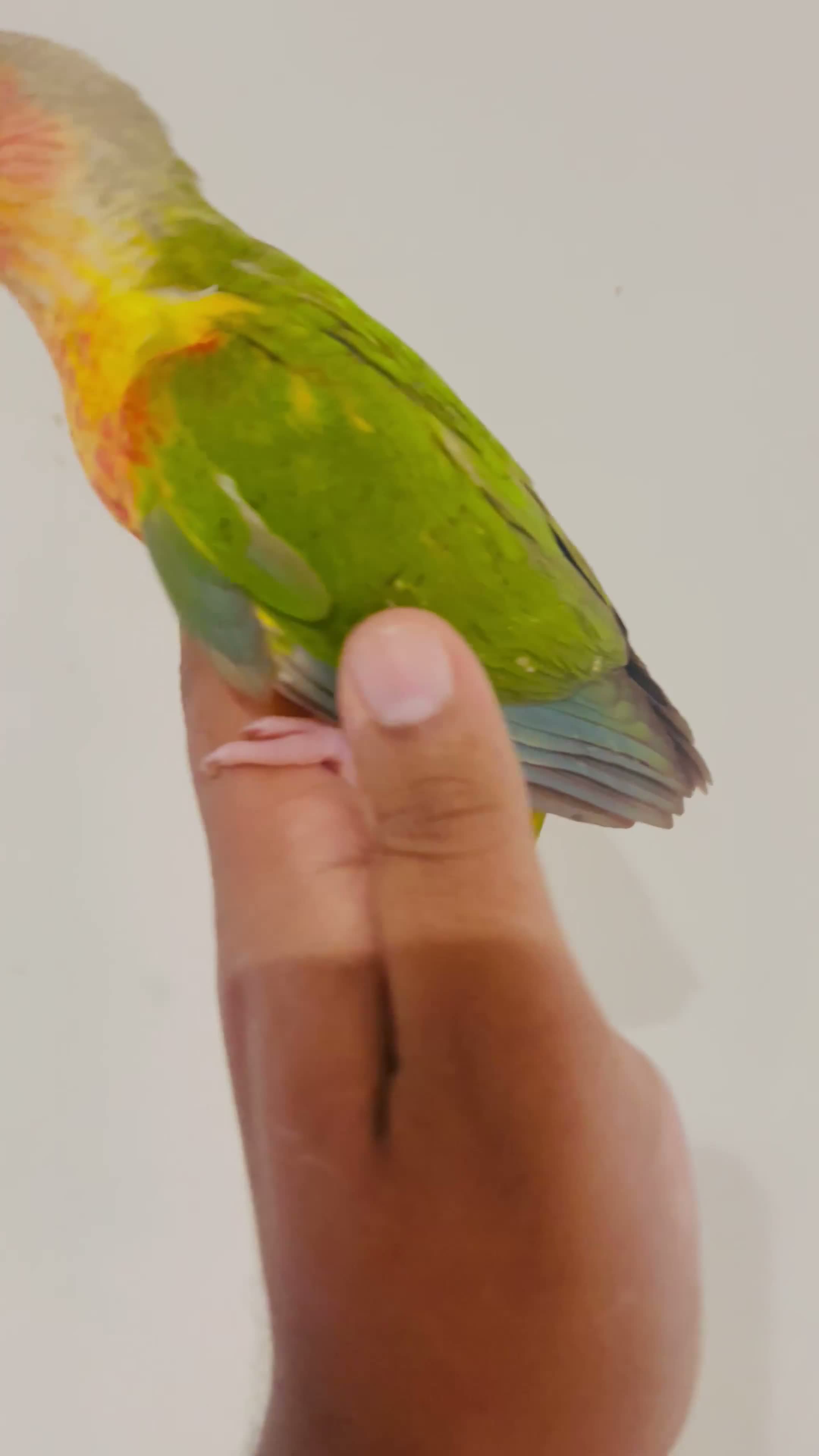 Conures birds for sale: Hand reared conures for sale  - Video 4