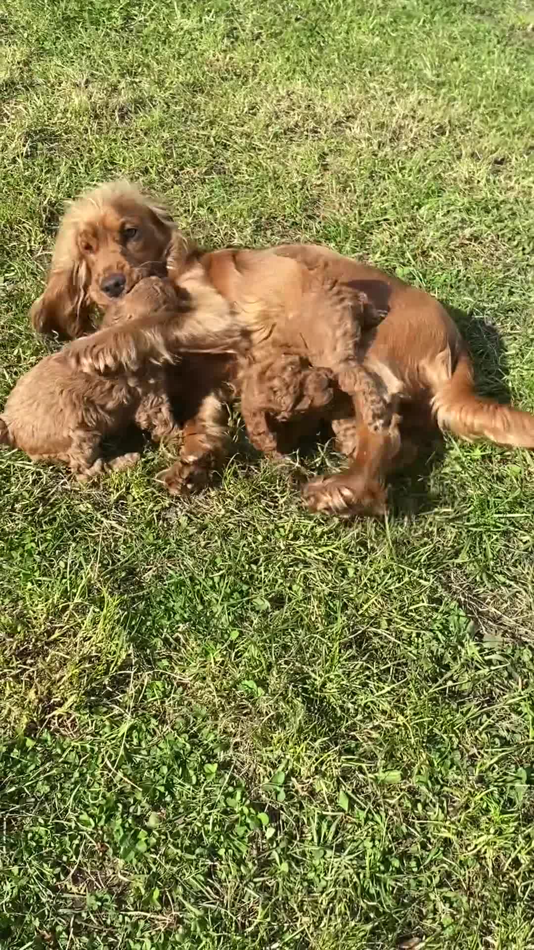 Cockapoo dogs for sale: 1 Boy left - Fully vaccinated & ready to go  - Video 5