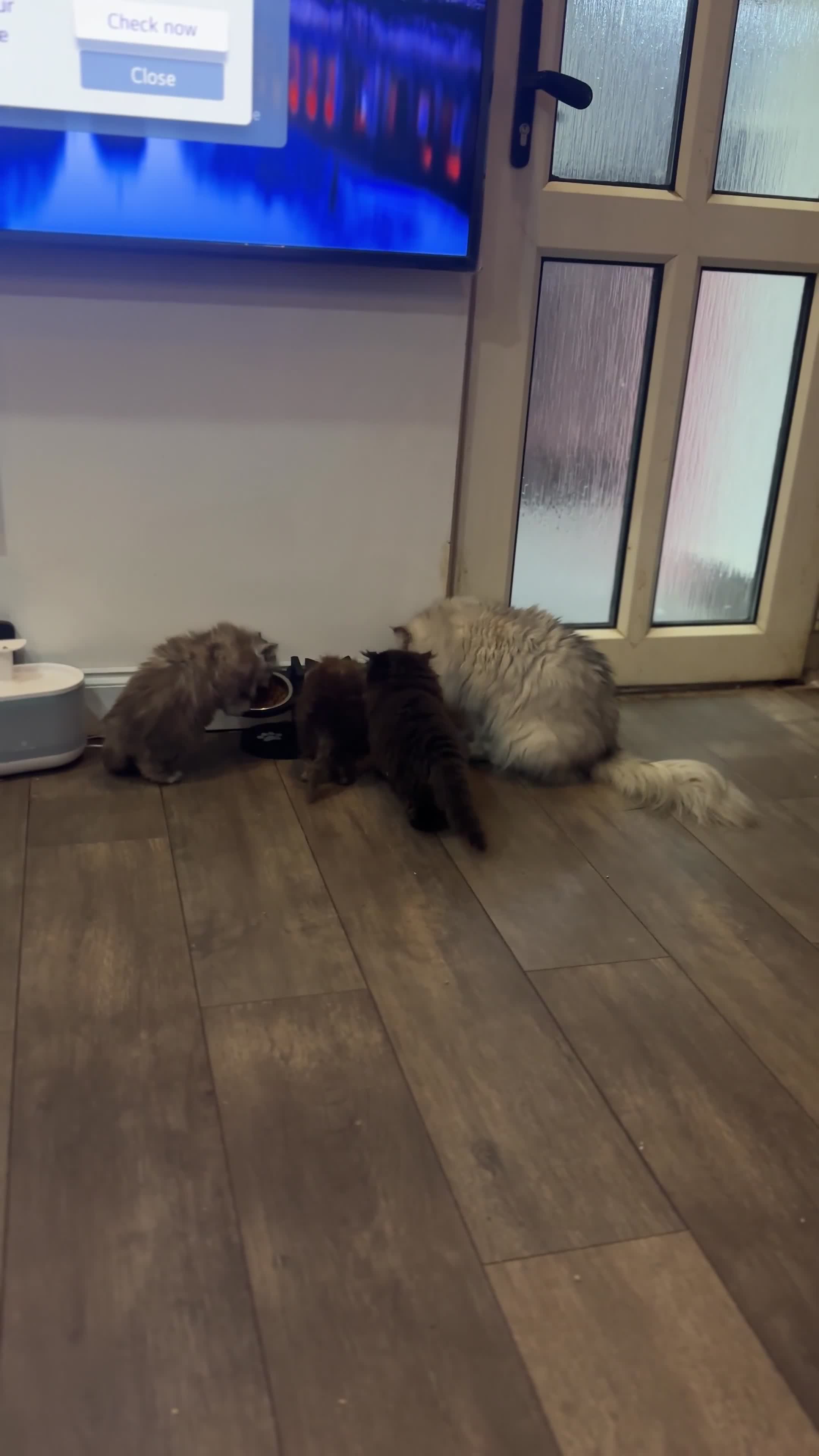 Persian cats for sale: Persian cats for sale - Video 2