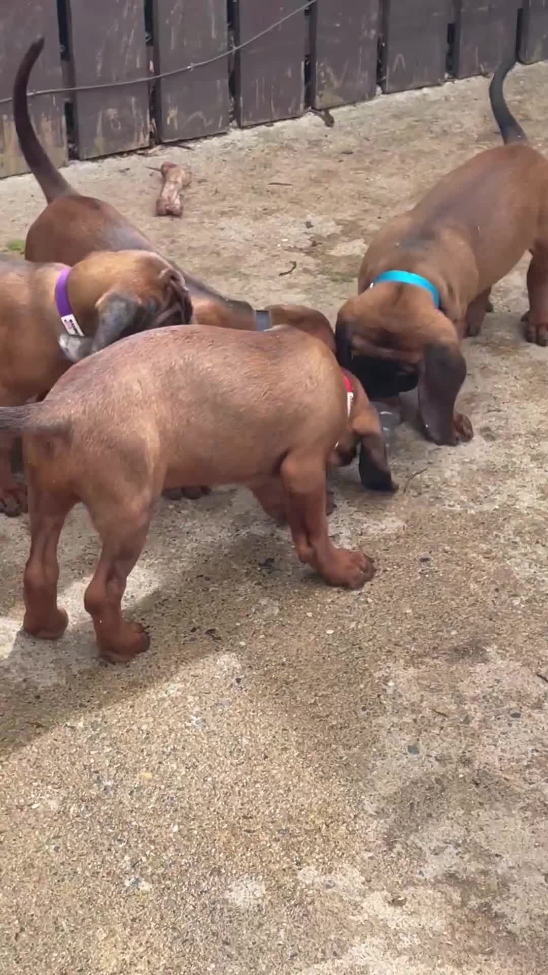 Bavarian Mountain Hound dogs for sale: Bavarian mountain scent hound male puppy’s  - Video 2