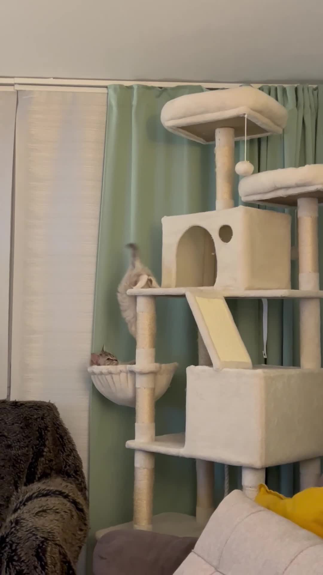 Ragdoll cats for sale: Beautiful 3 Ragdolls full of furry fun ❤️❤️❤️ - Video 3