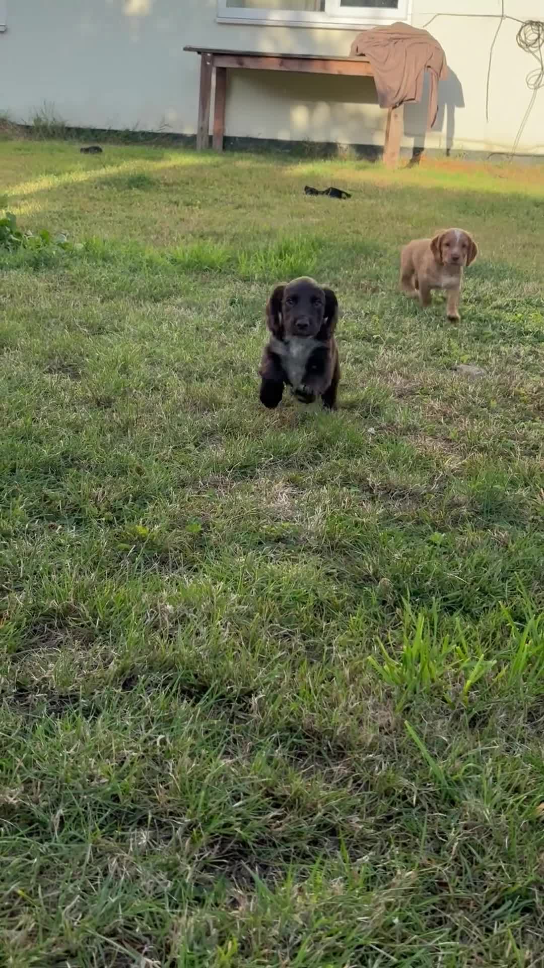 Cocker Spaniel dogs for sale: Working Cocker Spaniel Puppies  - Video 2