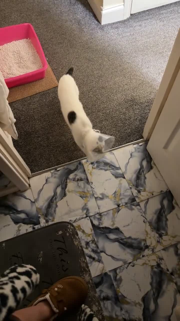 British Shorthair cats for sale: Patch  - Video 1