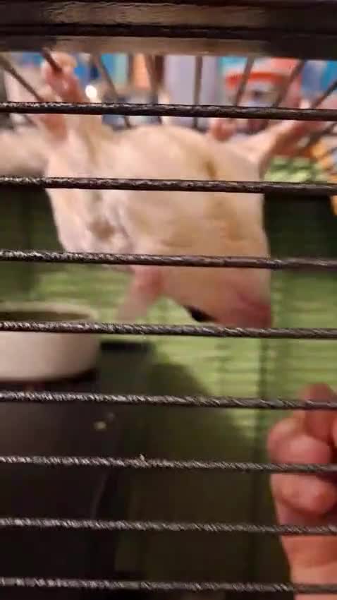 Sugar Glider rodents for sale: Pair of male Sugar Gliders  - Video 3