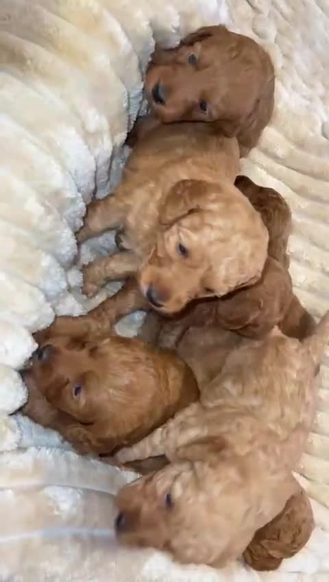 Cockapoo dogs for sale: Cockapoo puppy’s  - Video 1