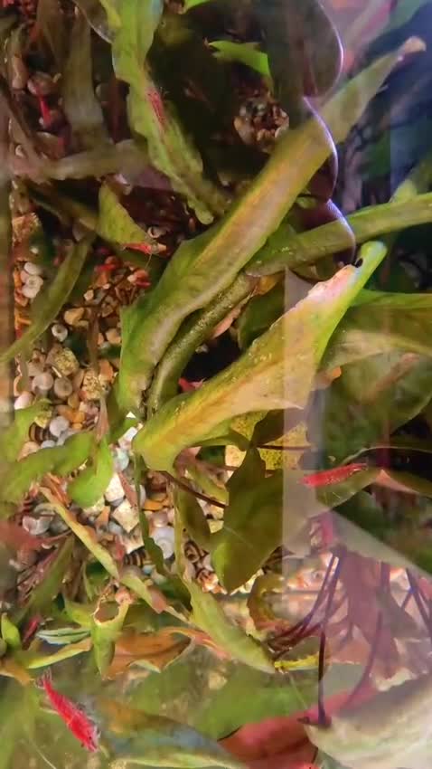 Shrimps fish for sale: Red cherry shrimps 1 pound each collection only  - Video 1