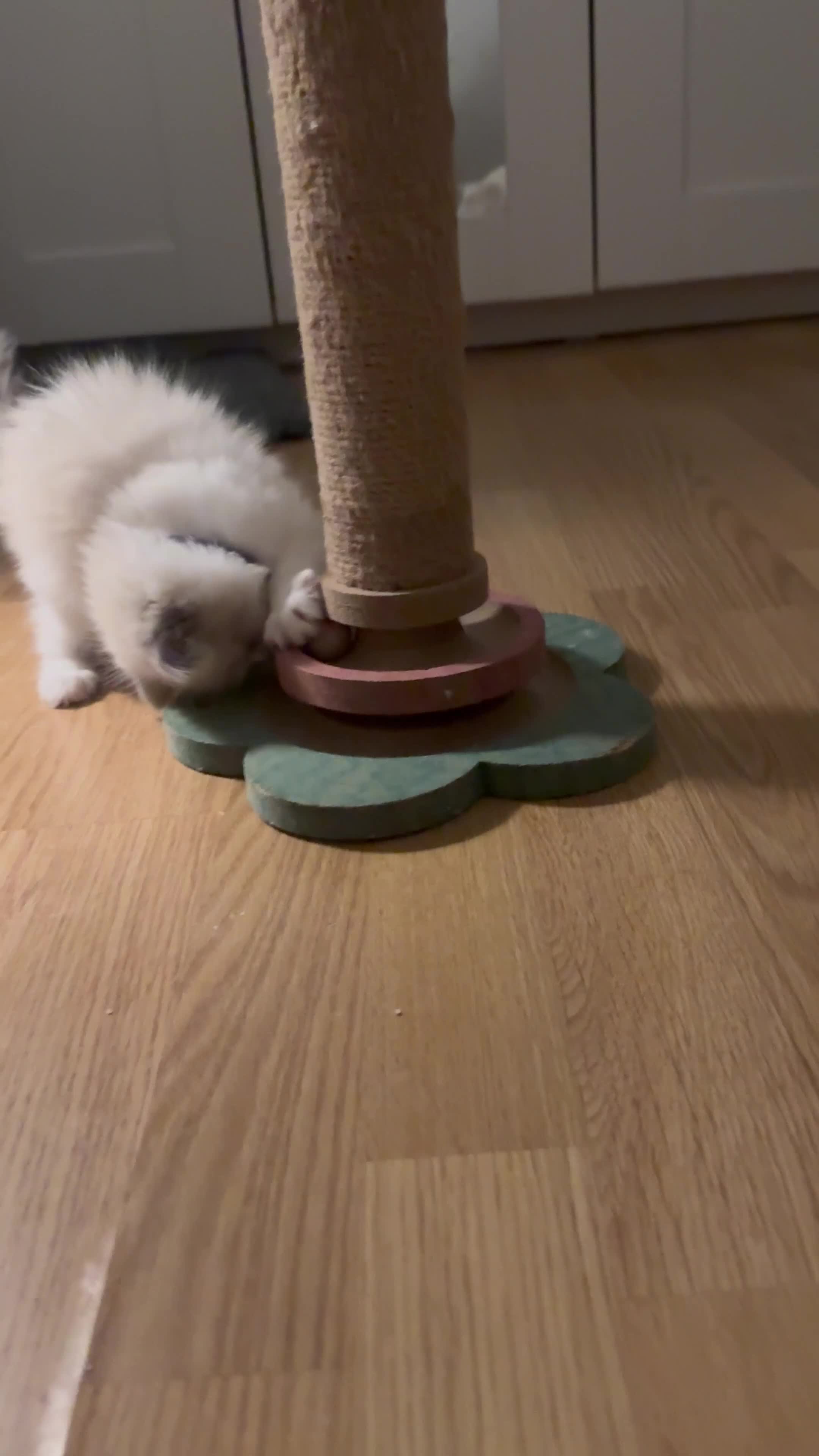 Ragdoll cats for sale: 2 ragdoll kittens  - Video 4