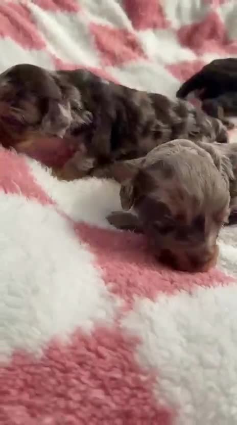 Cavapoo dogs for sale: ⭐️ ⭐️ 1 Rare Choc & Tan Female left! ⭐️ - Video 3