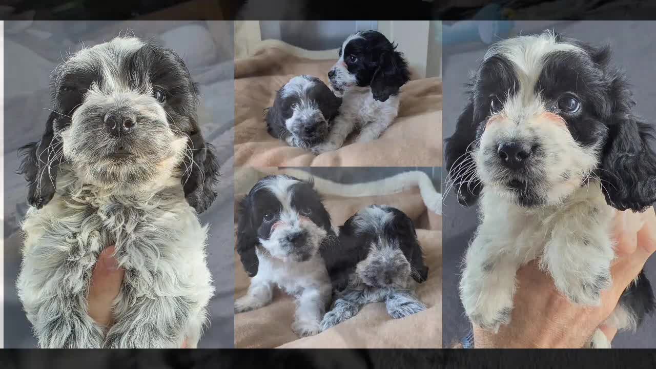Cockapoo dogs for sale: BLUE ROAN F1 Cockapoo Boys. Extensively DNA Tested - Video 1