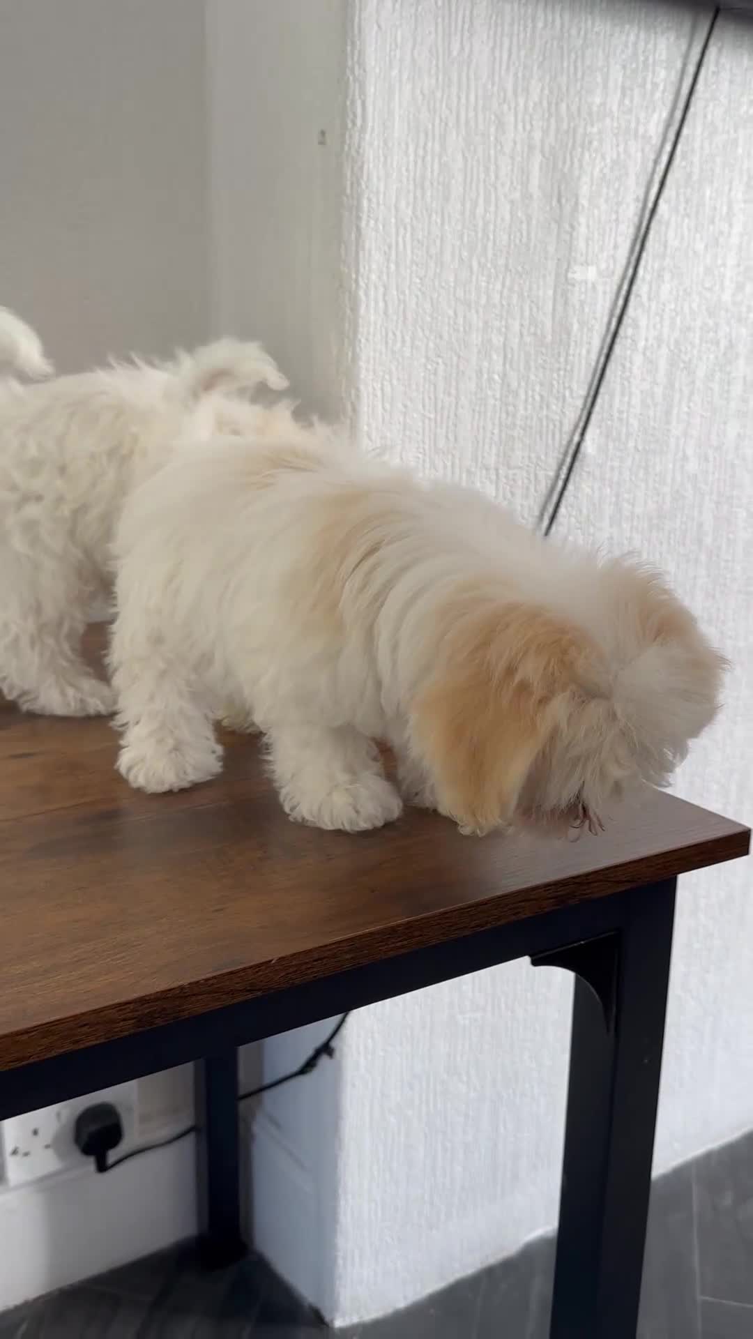 Bichon Frise dogs for sale: 8 weeks Bichon puppy’s available - Video 1