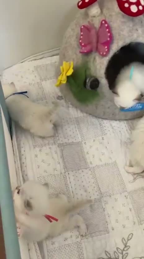 Ragdoll cats for sale: Stunning ragdoll kittens ready to go home now  - Video 1