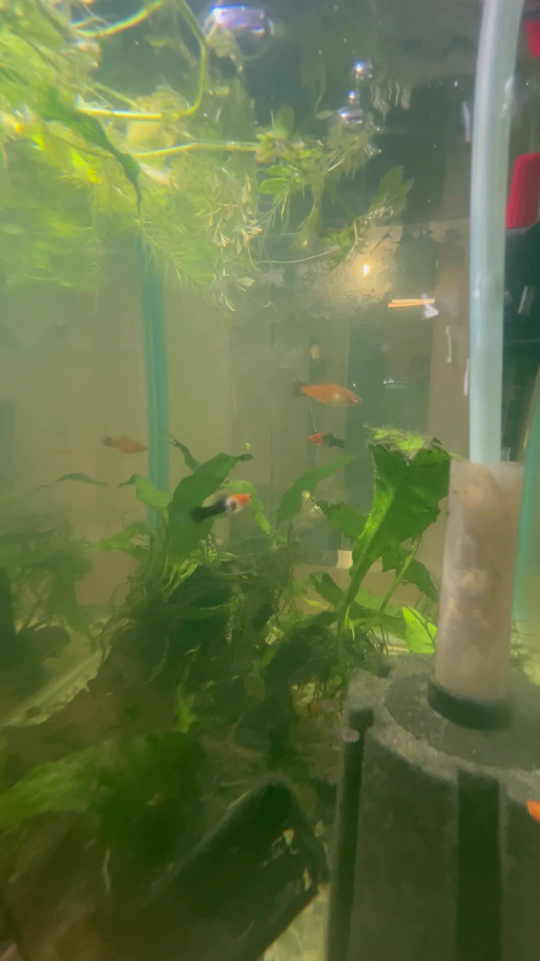 Platies fish for sale: Mixed sanke swordtail/platy hyrid in Spalding - Video 1
