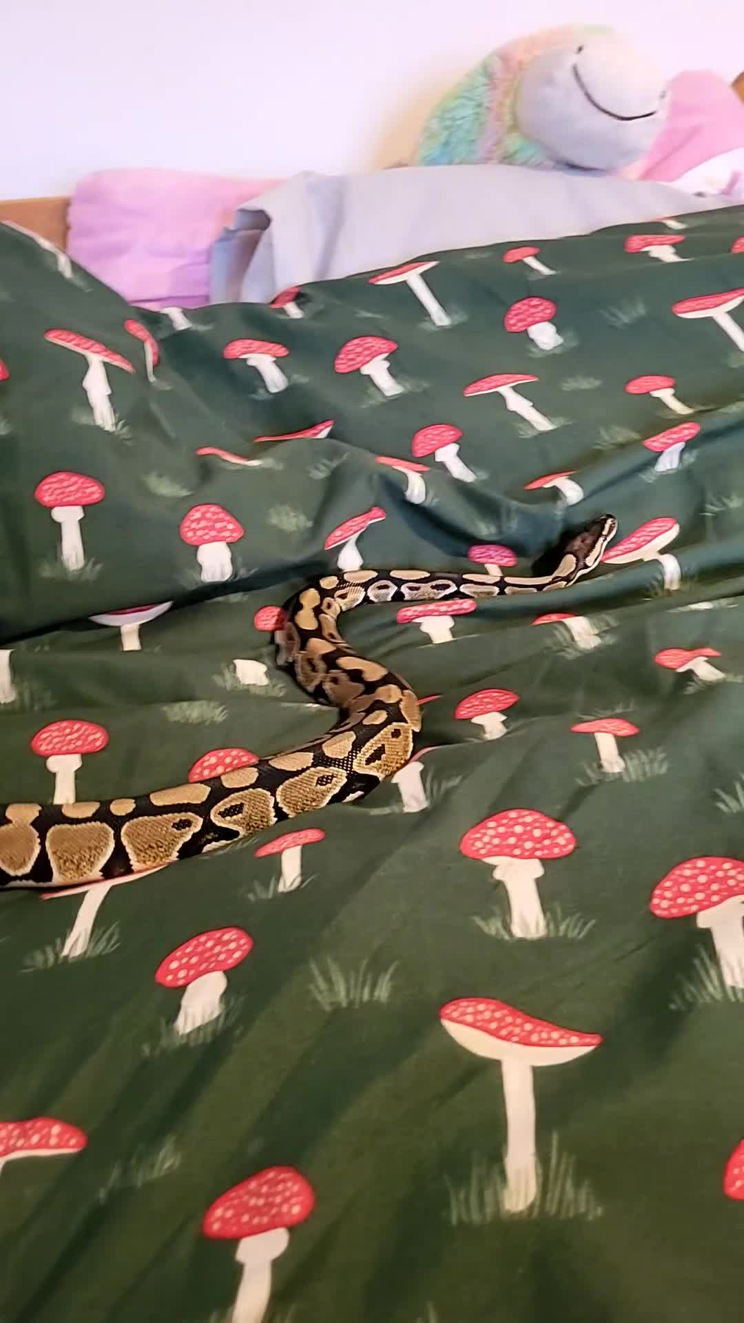 Python Snake reptiles for sale: 2 pythons 1 corn snake  - Video 1